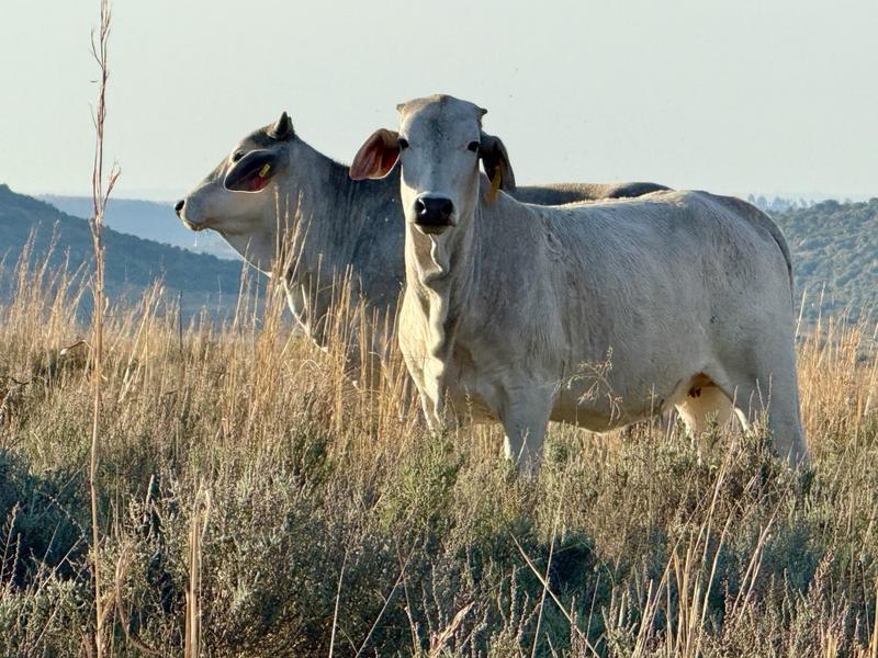 20 Bedroom Property for Sale in Paul Roux Free State